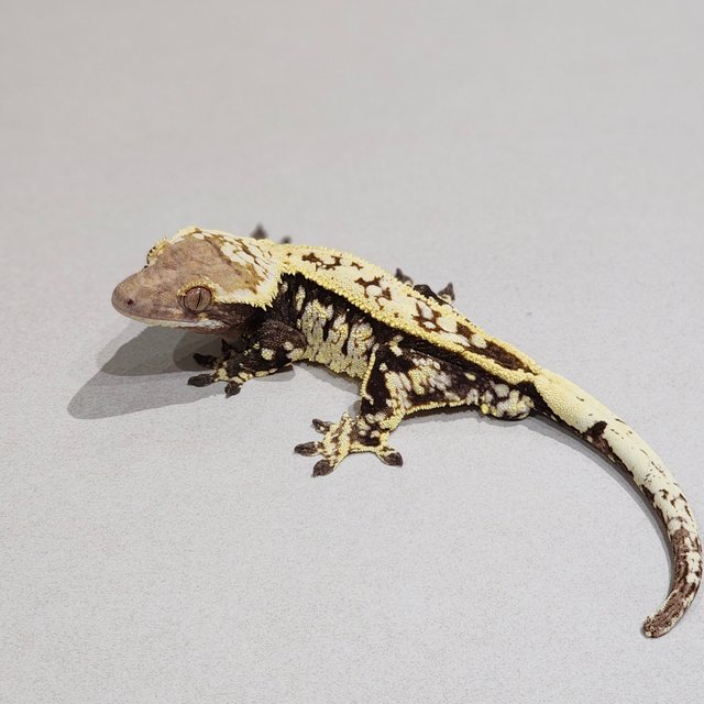 Cappuccino White Pin White Spot Full Pinstripe