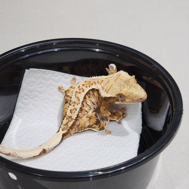 Drippy Tri Extreme Harlequin