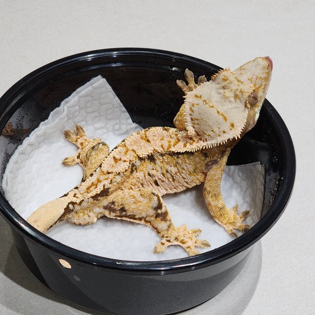 트라이 익스트림할리퀸 화이트스팟