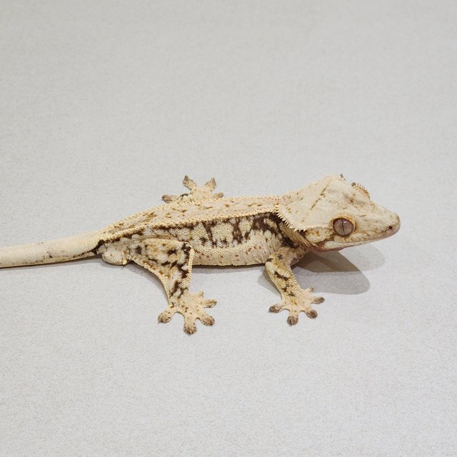 Full Pinstripe Quad White Spot Drippy