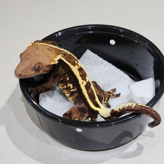 풀핀 화이트크라운 카푸치노