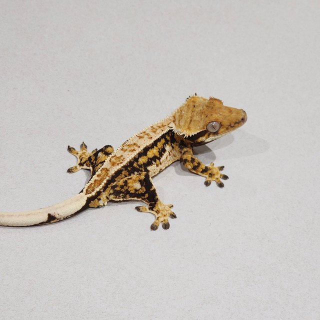 Zengex Tri White Pin Extreme Harlequin Drippy