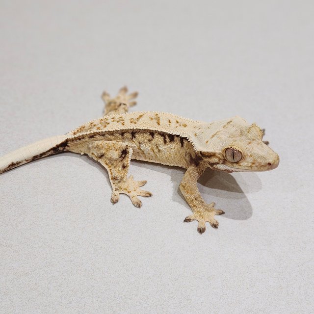 Full Pinstripe Drippy White Spot