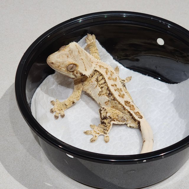 풀핀 드리피 화이트크라운 화이트핀 화이트스팟