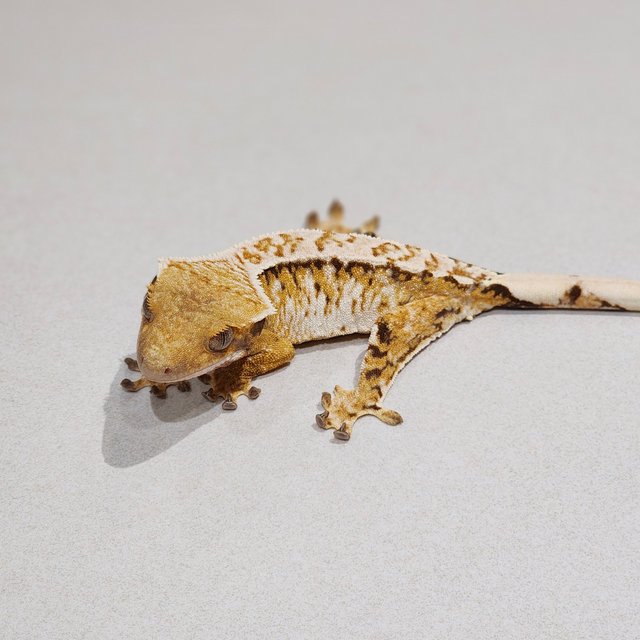 Tri White Crown White Spot Extreme Harlequin