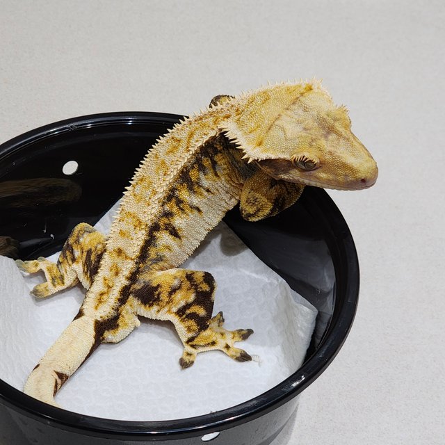 화이트크라운 드리피 트라이 익스트림할리퀸