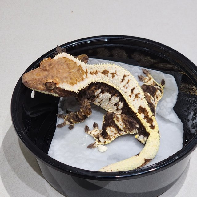 Cappuccino White Crown White Pin White Spot