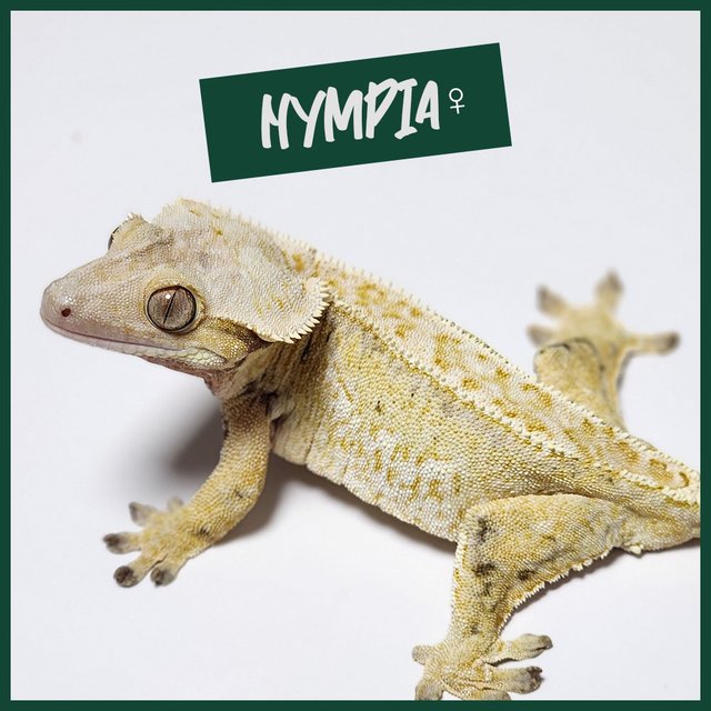 트라이 쿼드 화이트스팟