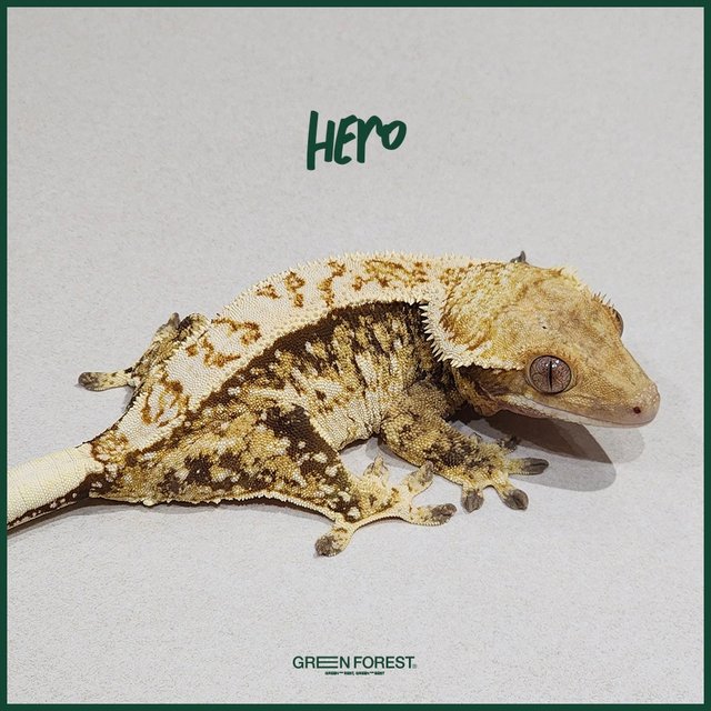 Tri White Pin White Spot Extreme Harlequin