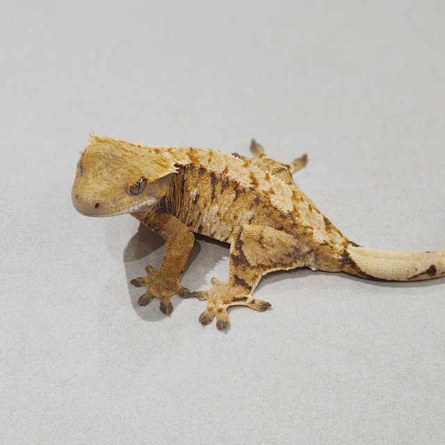 Tri Extreme Harlequin