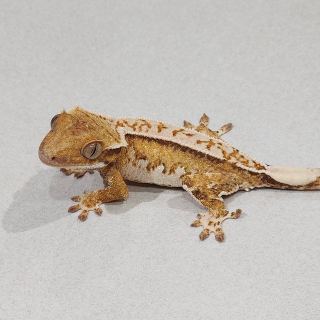 트라이 익스트림할리퀸 화이트핀 젠젝스