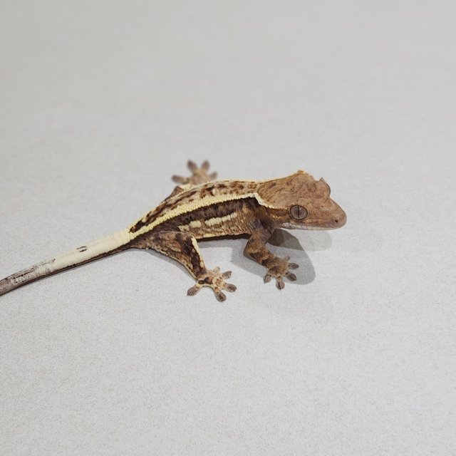 풀핀 화이트핀 카푸치노