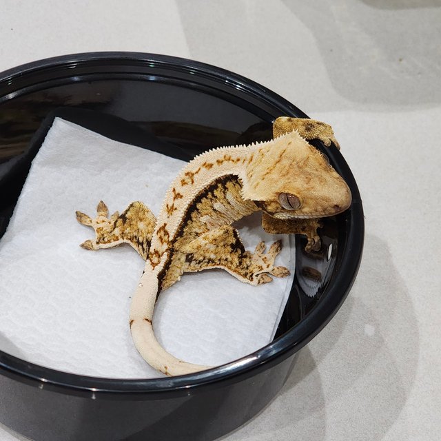 드리피 트라이 익스트림할리퀸