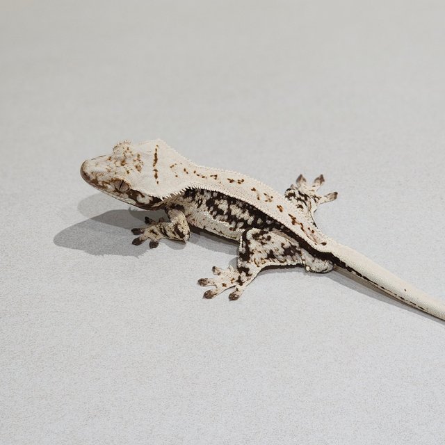 풀핀 쿼드 드리피 화이트스팟