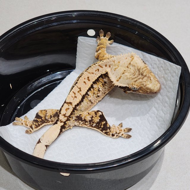 Tri Extreme Harlequin White Spot