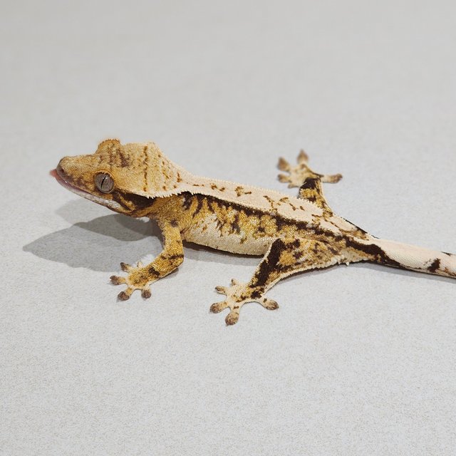 White Crown Tri Extreme Harlequin