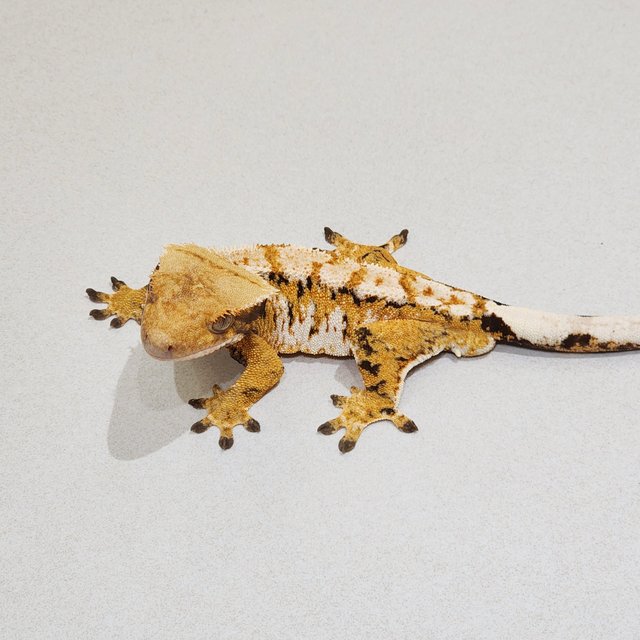 White Crown Tri Extreme Harlequin White Spot White Pin