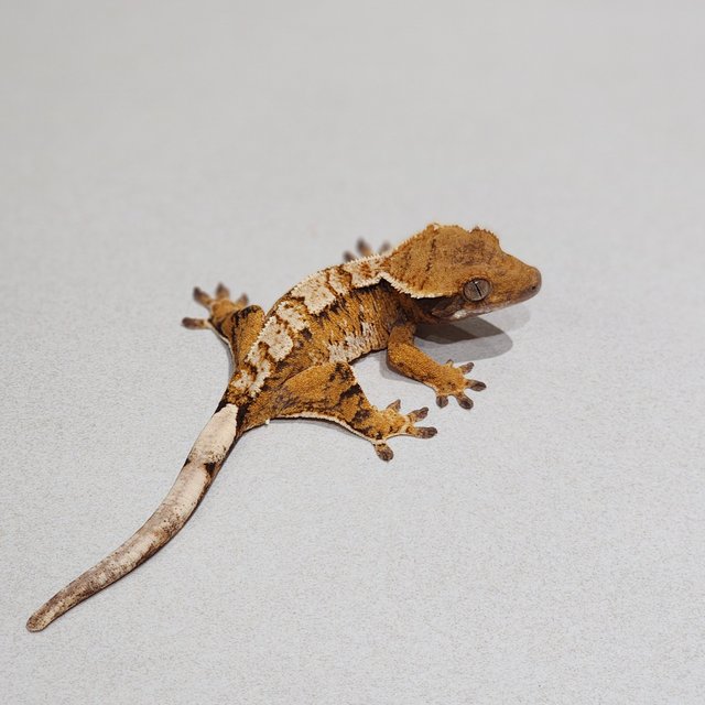 White Pin Tri Extreme Harlequin White Spot