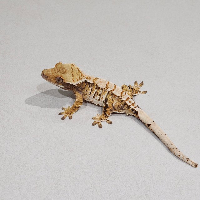 Tri Extreme Harlequin White Pin White Spot