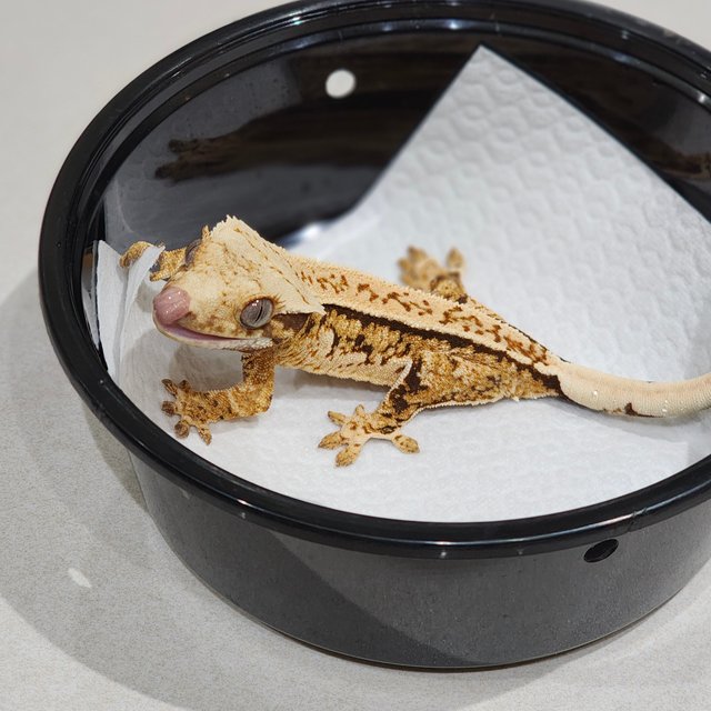 Tri Extreme Harlequin