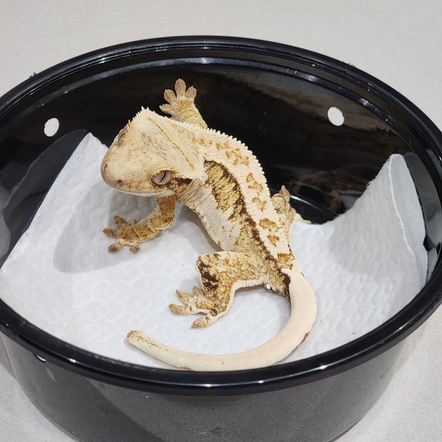 Drippy Tri Extreme Harlequin White Crown