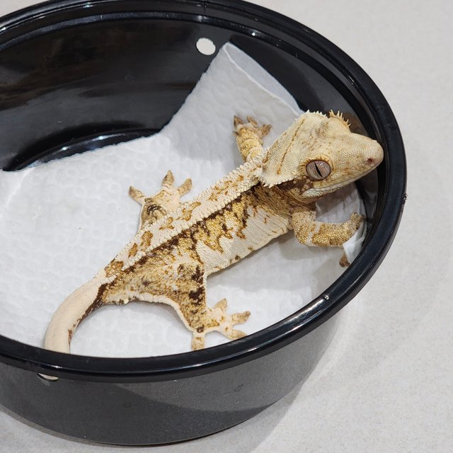 Drippy Tri Extreme Harlequin White Crown