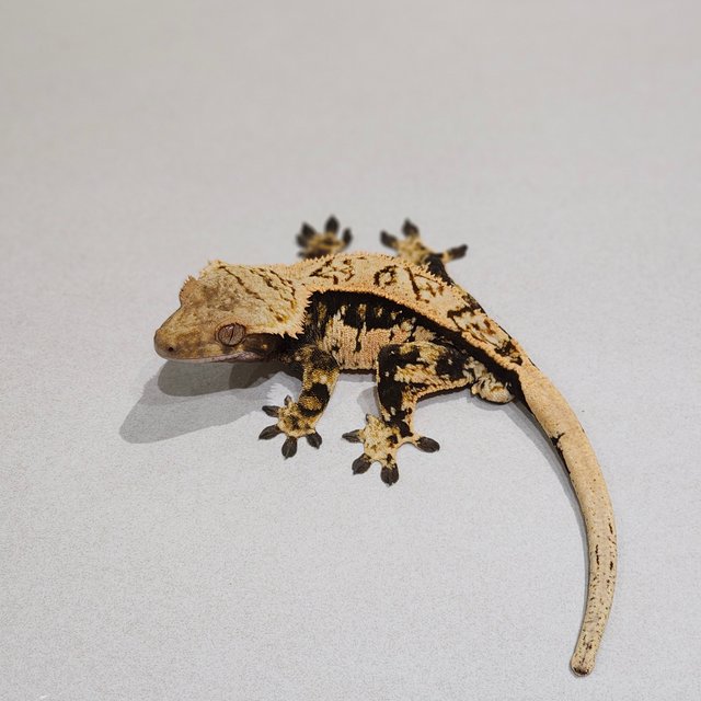 Tri Extreme Harlequin White Pin