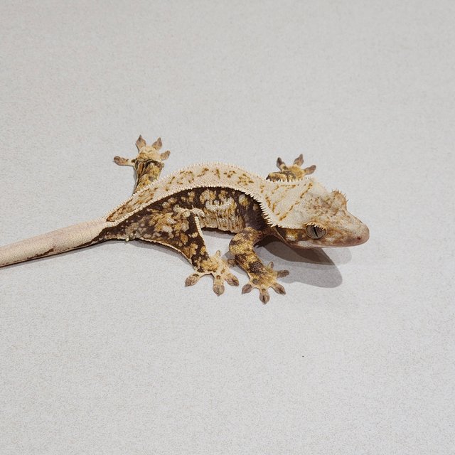 Quad White Spot Full Pinstripe