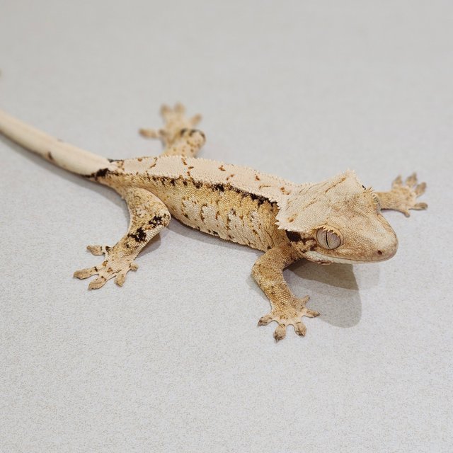 Tri Extreme Harlequin White Spot