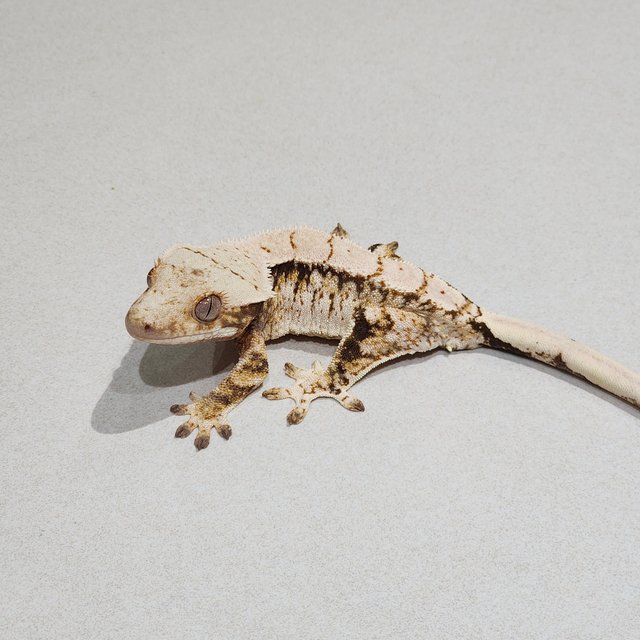 Tri Extreme Harlequin White Spot
