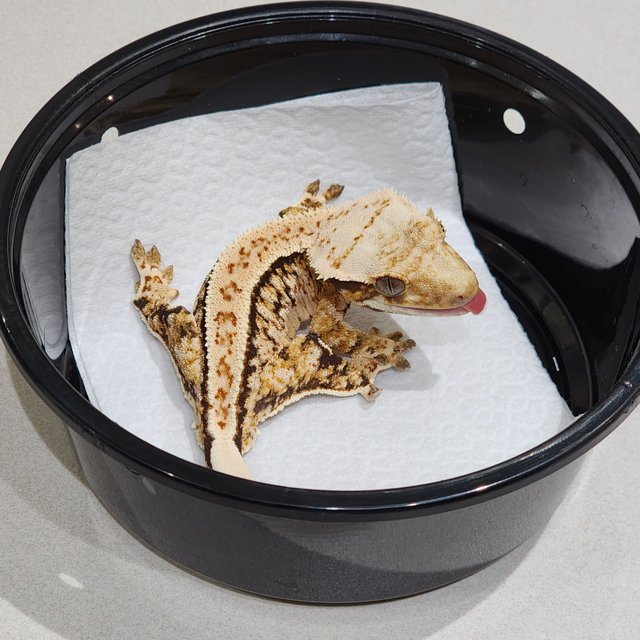 드리피 트라이 익스트림할리퀸 풀핀