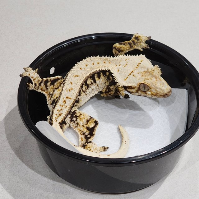 White Spot Zengex Quad Drippy Full Pinstripe