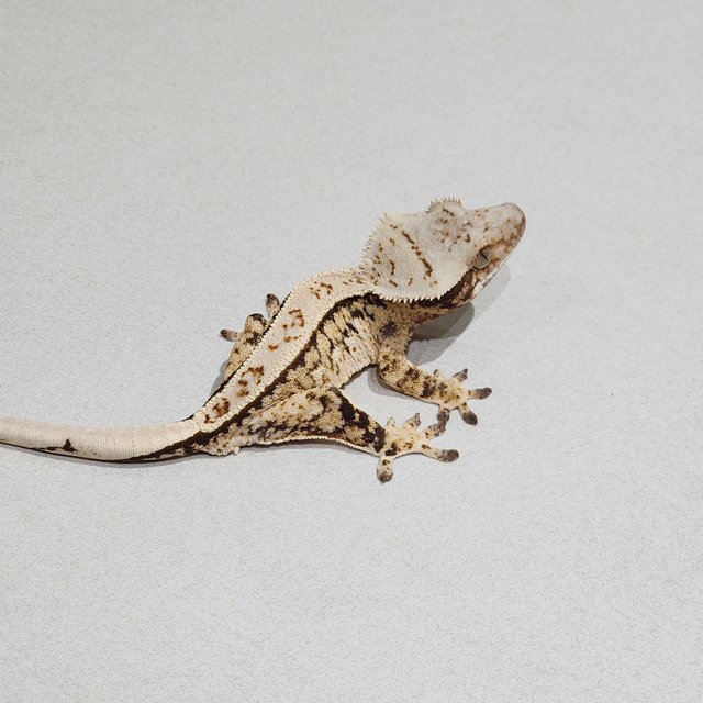 Full Pinstripe Tri Extreme Harlequin