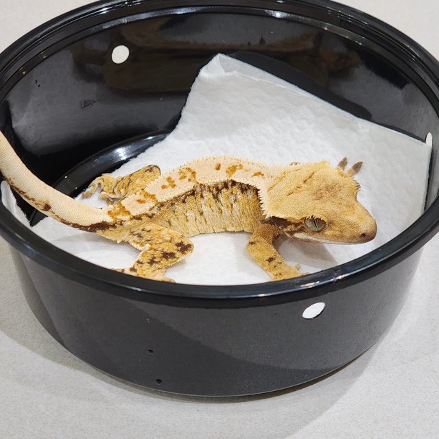 Drippy Tri White Spot