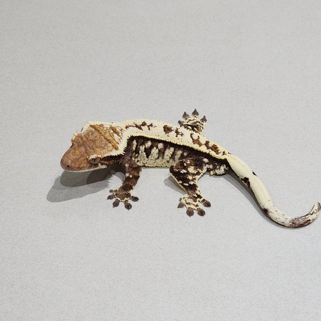 White Pin Cappuccino Full Pinstripe Tri White Spot