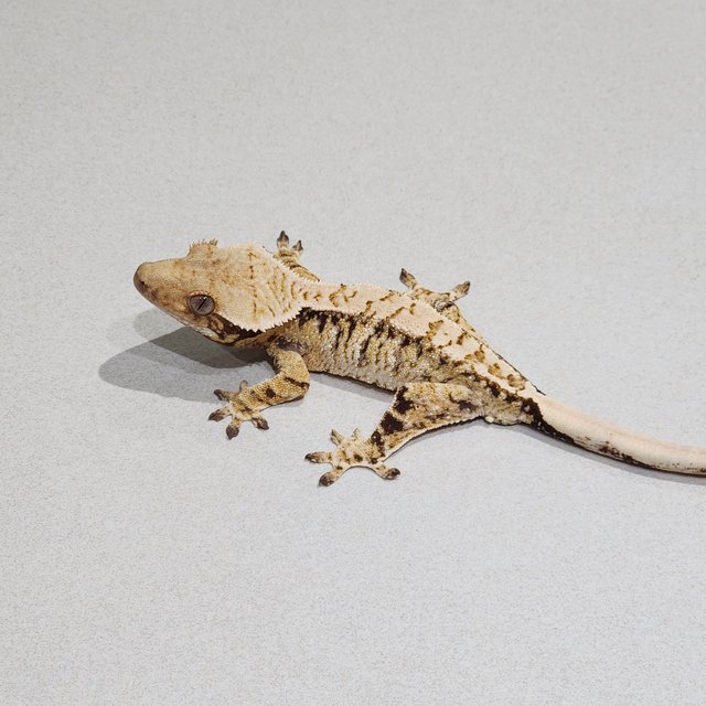 Tri Extreme Harlequin White Spot Drippy