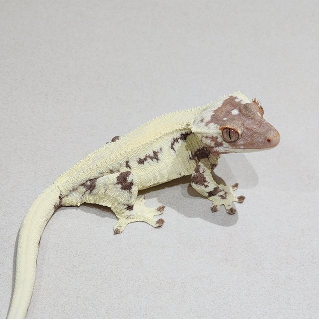 Frappuccino
