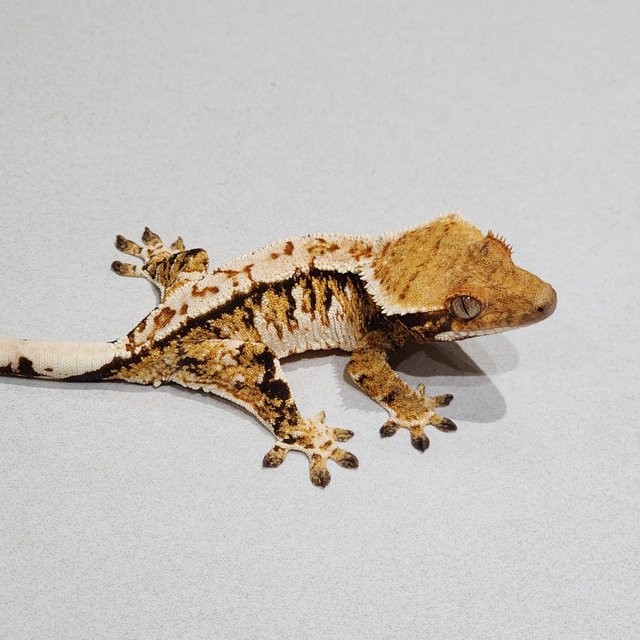 Tri White Crown White Spot Extreme Harlequin