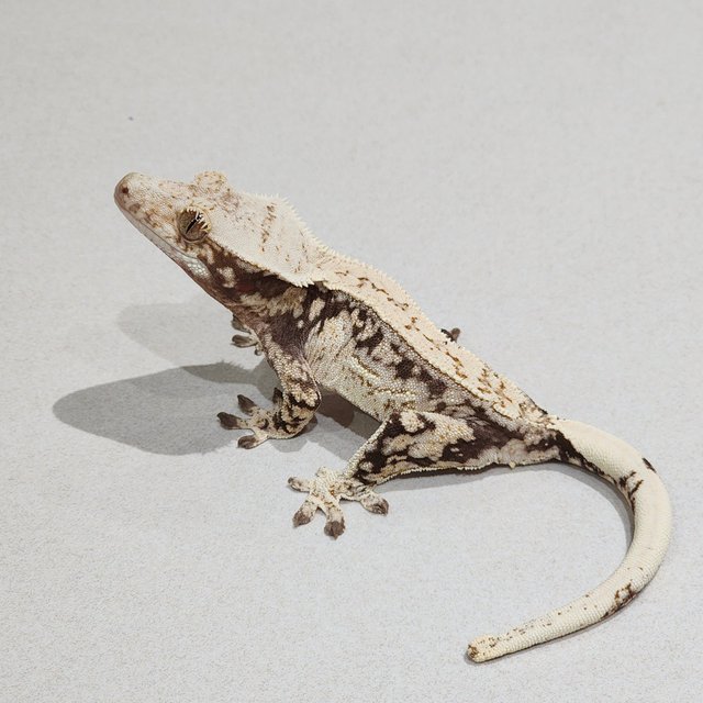 Drippy Quad White Spot