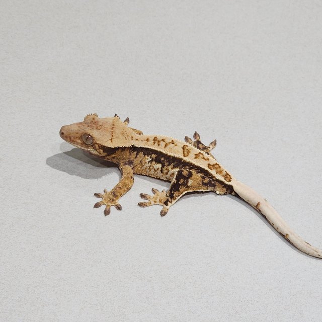 풀핀 드리피 트라이 익스트림할리퀸