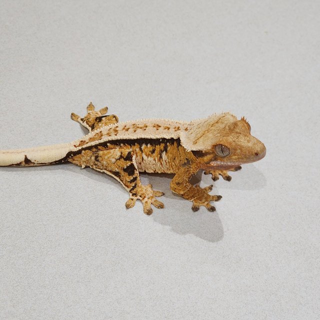 Full Pinstripe Tri Extreme Harlequin White Spot