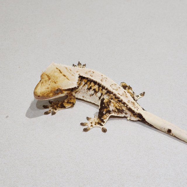 Tri Extreme Harlequin White Spot White Pin White Crown
