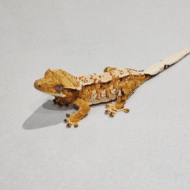 Extreme Harlequin Tri White Spot White Crown