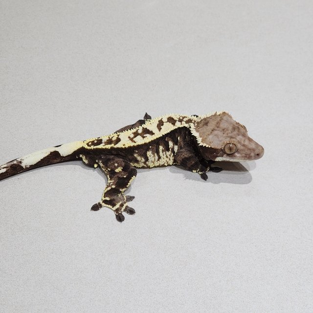 Cappuccino Full Pinstripe White Pin