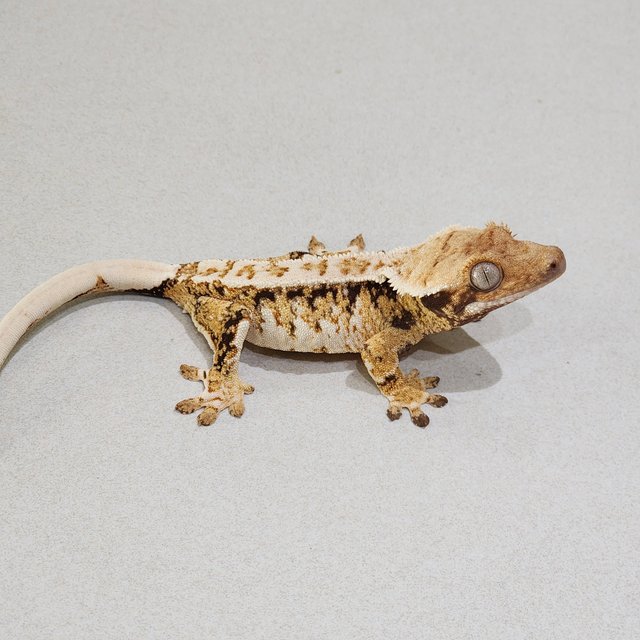 White Crown Tri Drippy Extreme Harlequin White Spot White Pin