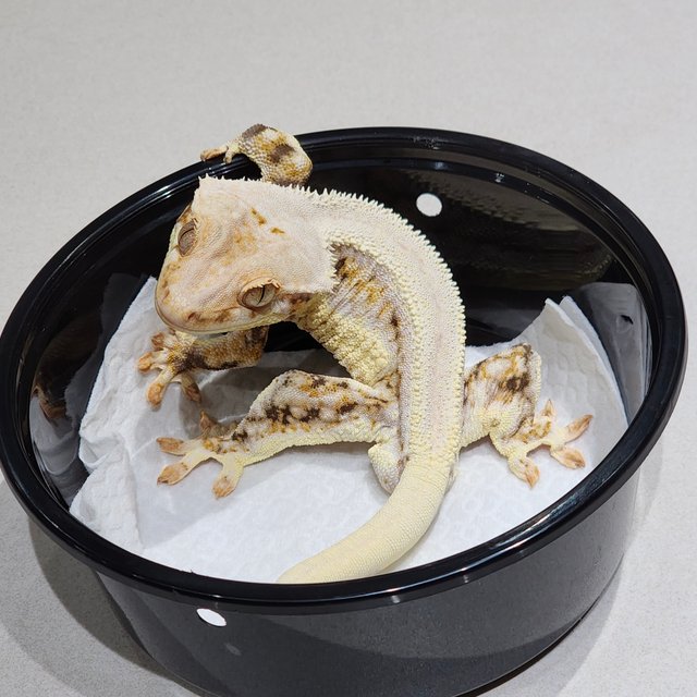 Solid Back Lilly White