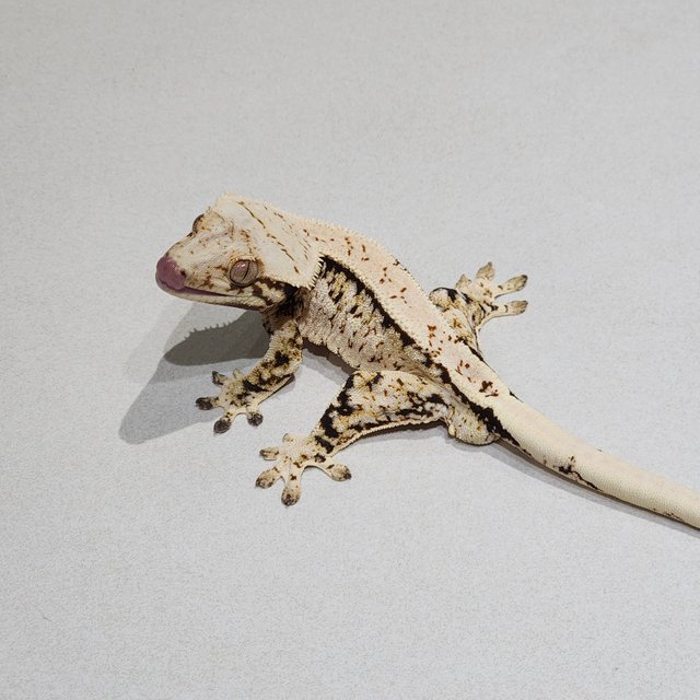 Extreme Harlequin White Crown White Spot Tri