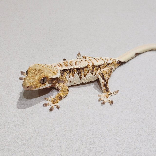 Extreme Harlequin White Crown White Spot Tri