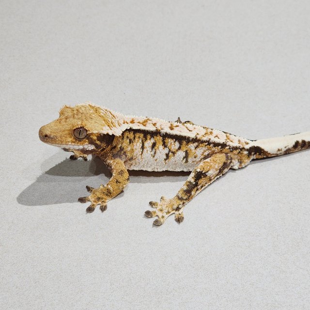 White Crown Tri Extreme Harlequin White Spot