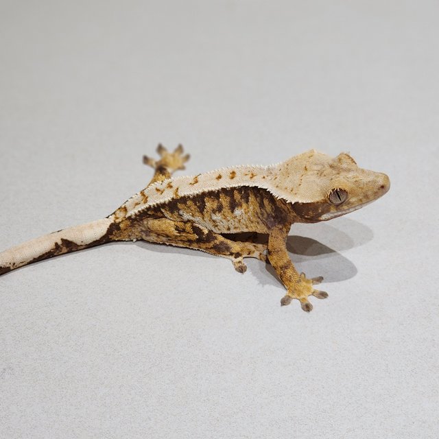 Tri Extreme Harlequin